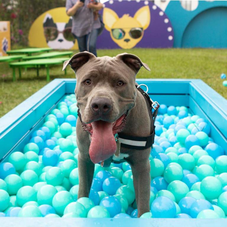 Inauguran Divertido Parque Para Mascotas Al Aire Libre