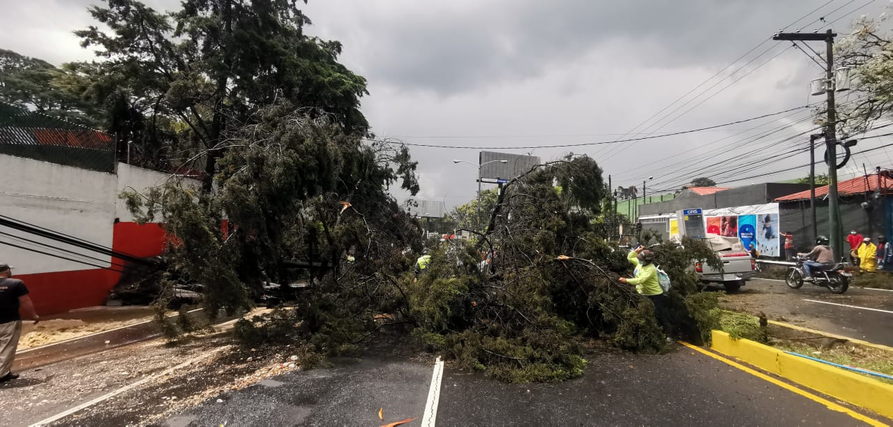 árbol desplomado Km. 17.5 ruta Interamericana