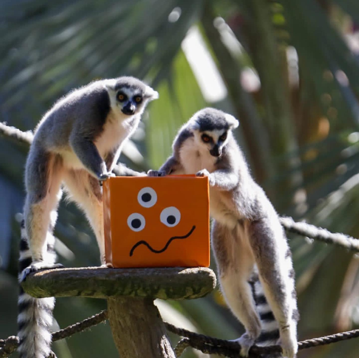 Zoológico La Aurora entrega regalos de Halloween a los animales