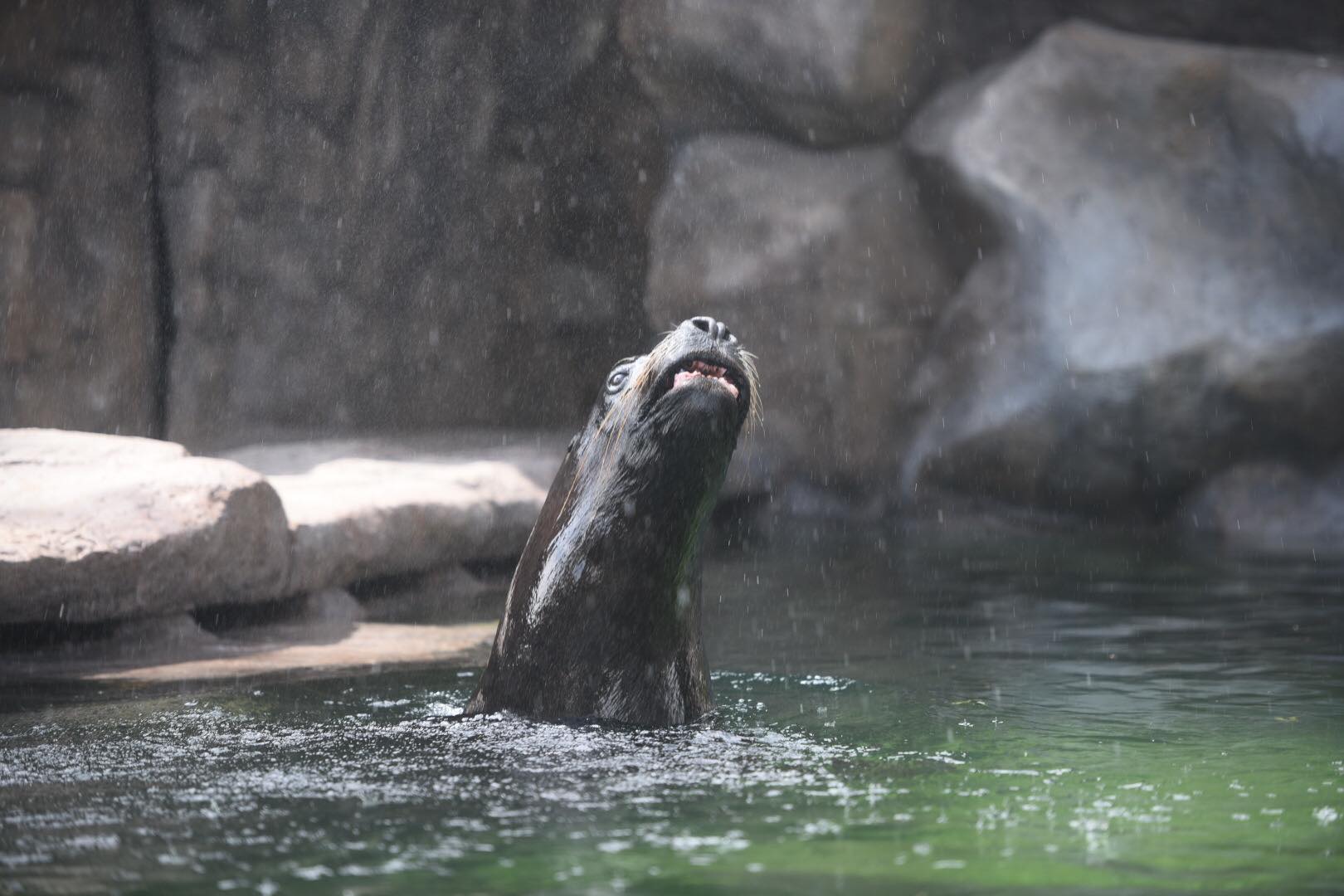 Leones marinos llegan al Zoológico La Aurora desde este viernes