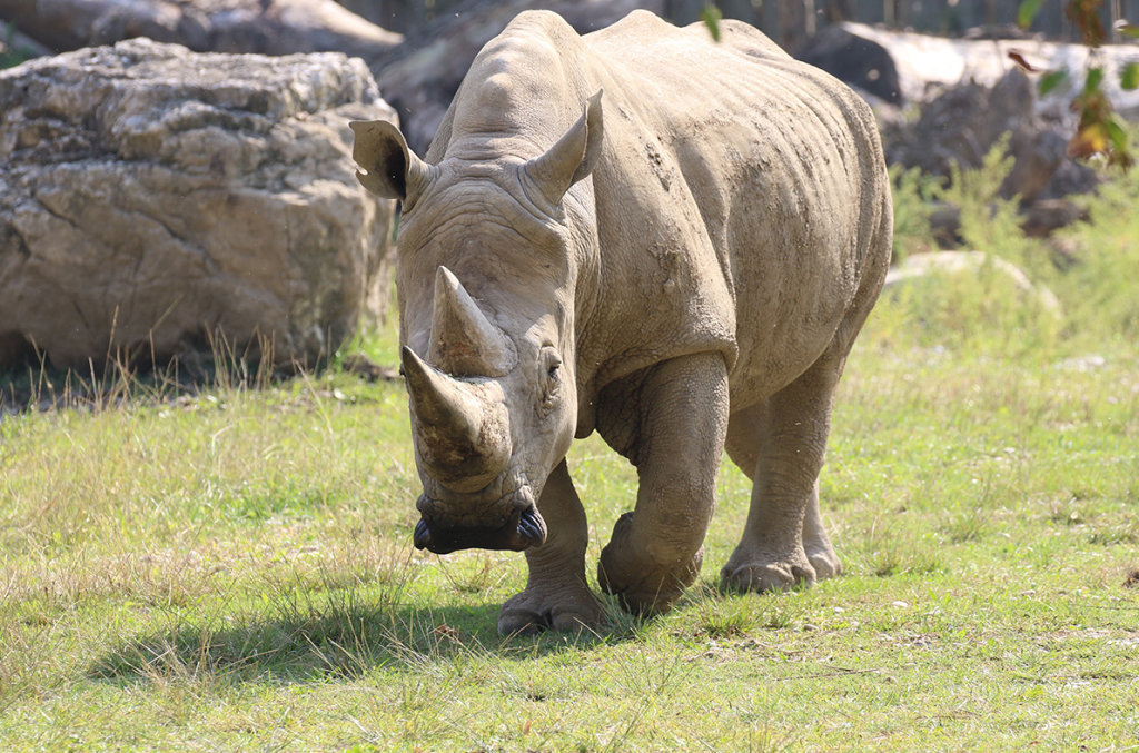Murió el rinoceronte blanco más viejo del mundo