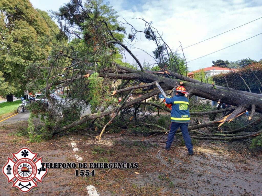 árbol cae en Km. 30 de ruta Interamericana