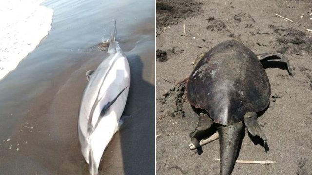 delfines, peces y tortugas muertos en pacífico guatemalteco