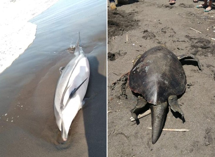 delfines, peces y tortugas muertos en pacífico guatemalteco