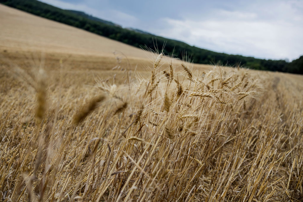 Ucrania espera reanudar exportaciones de cereales