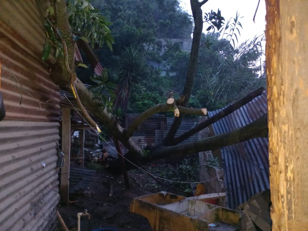 caída de árbol en Guatemala