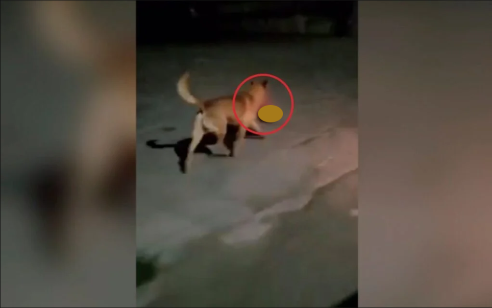 ¡De terror! Difunden video de perro con una cabeza humana en el hocico