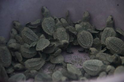 liberación de tortugas marinas en Sipacate, Escuintla