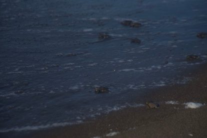 liberación de tortugas marinas en Sipacate, Escuintla