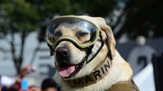 Frida, perra labrador rescatista de la Marina de México