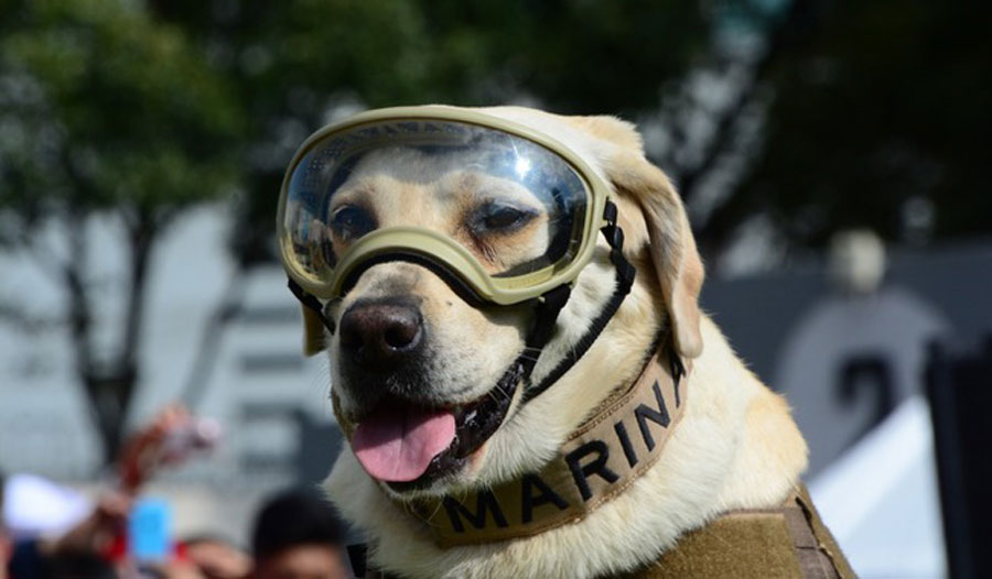 Frida, perra labrador rescatista de la Marina de México