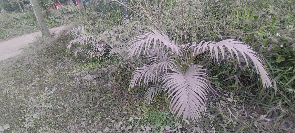 caída de ceniza por erupción del volcán de Fuego