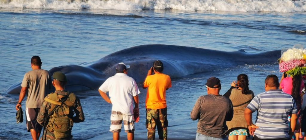localizan a ballena en playa de Champerico