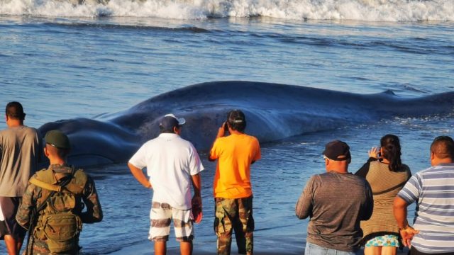 localizan a ballena en playa de Champerico