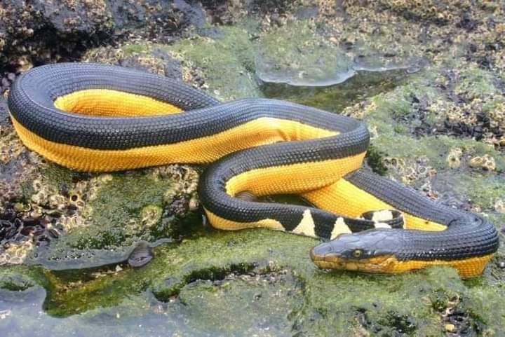Serpiente marina fue localizada en el Puerto San José. / Foto: PNC