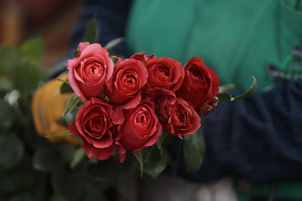 Rosas / Día del Cariño / Día de San Valentín