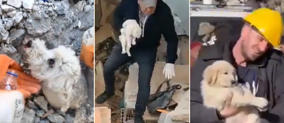Rescatan perros y gatos de entre los escombros del terremoto en Turquía