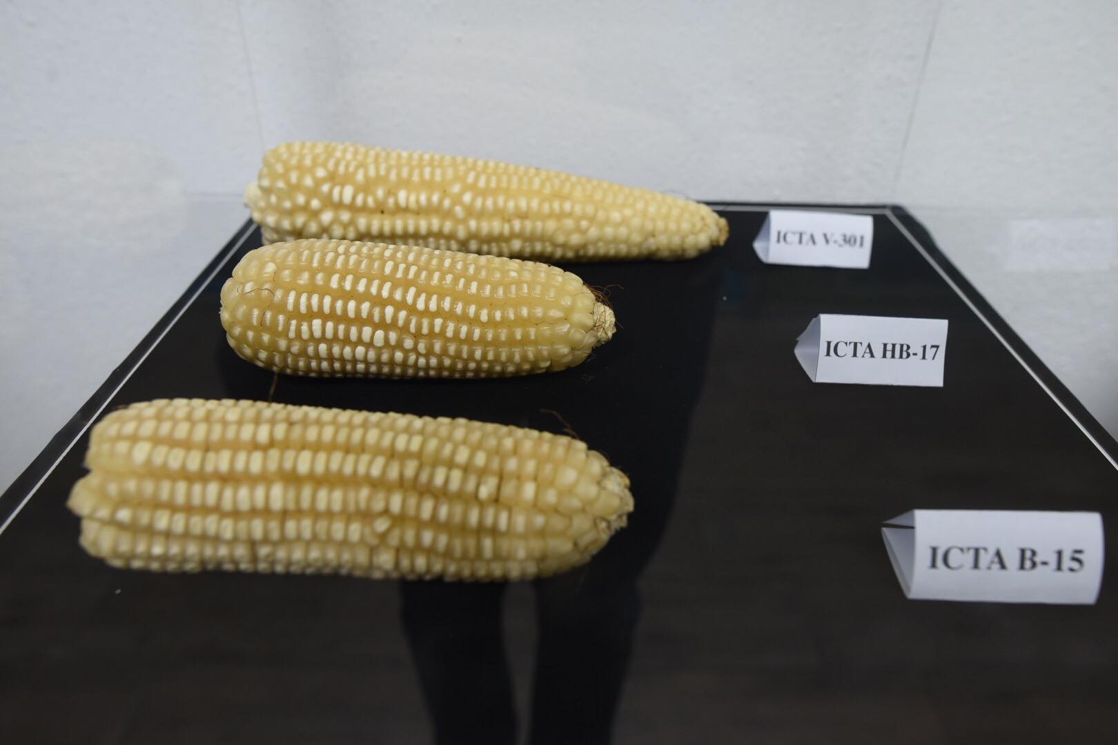 Taiwán y Guatemala firman convenio para fortalecer producción de maíz