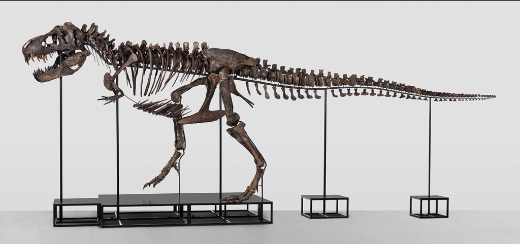 Esqueleto de tiranosaurio rex “Trinity”, subastado en Suiza