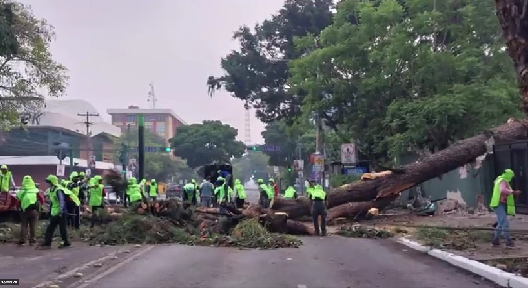 árbol se desploma en zona 9