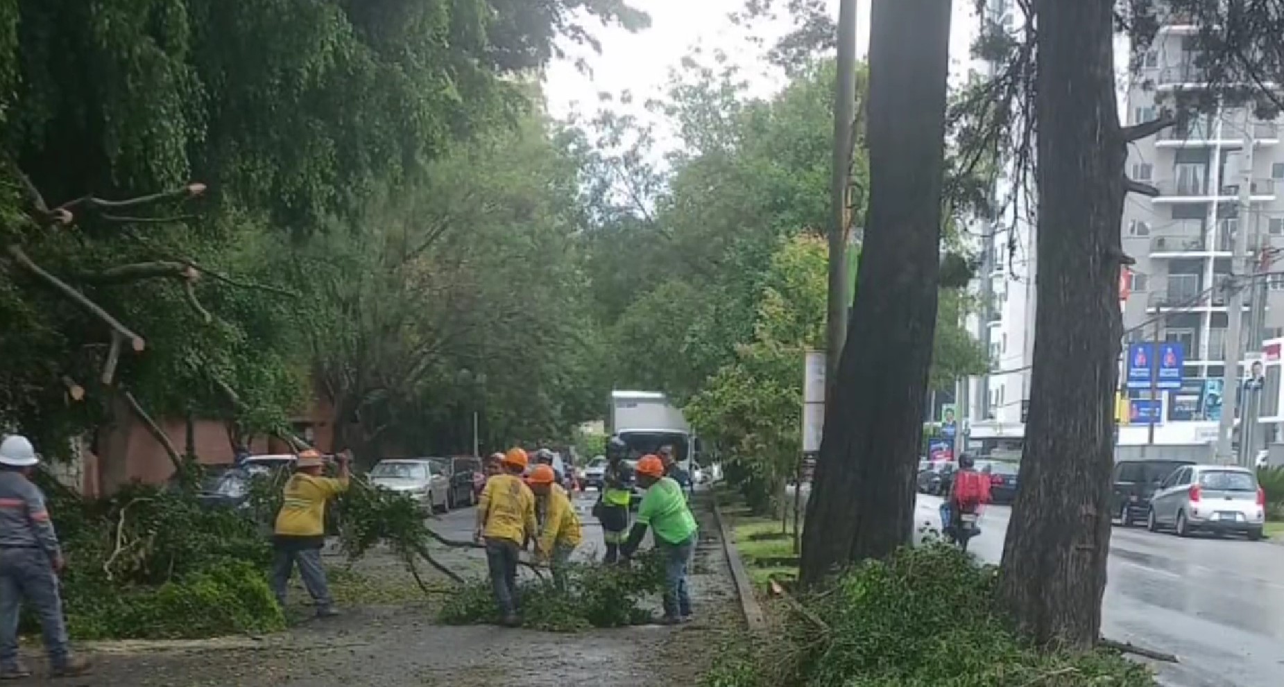 árbol cae en zona 14