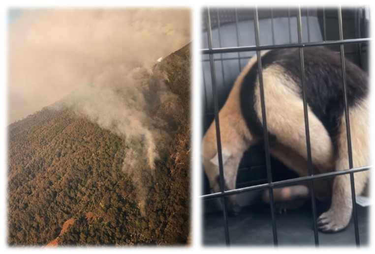 animales rescatados por incendio en volcán de Agua