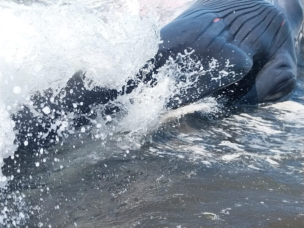 ballena localizada fallecida en Santa Rosa