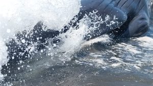 ballena localizada fallecida en Santa Rosa