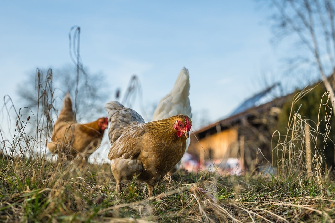 Gripe aviar / Gallinas