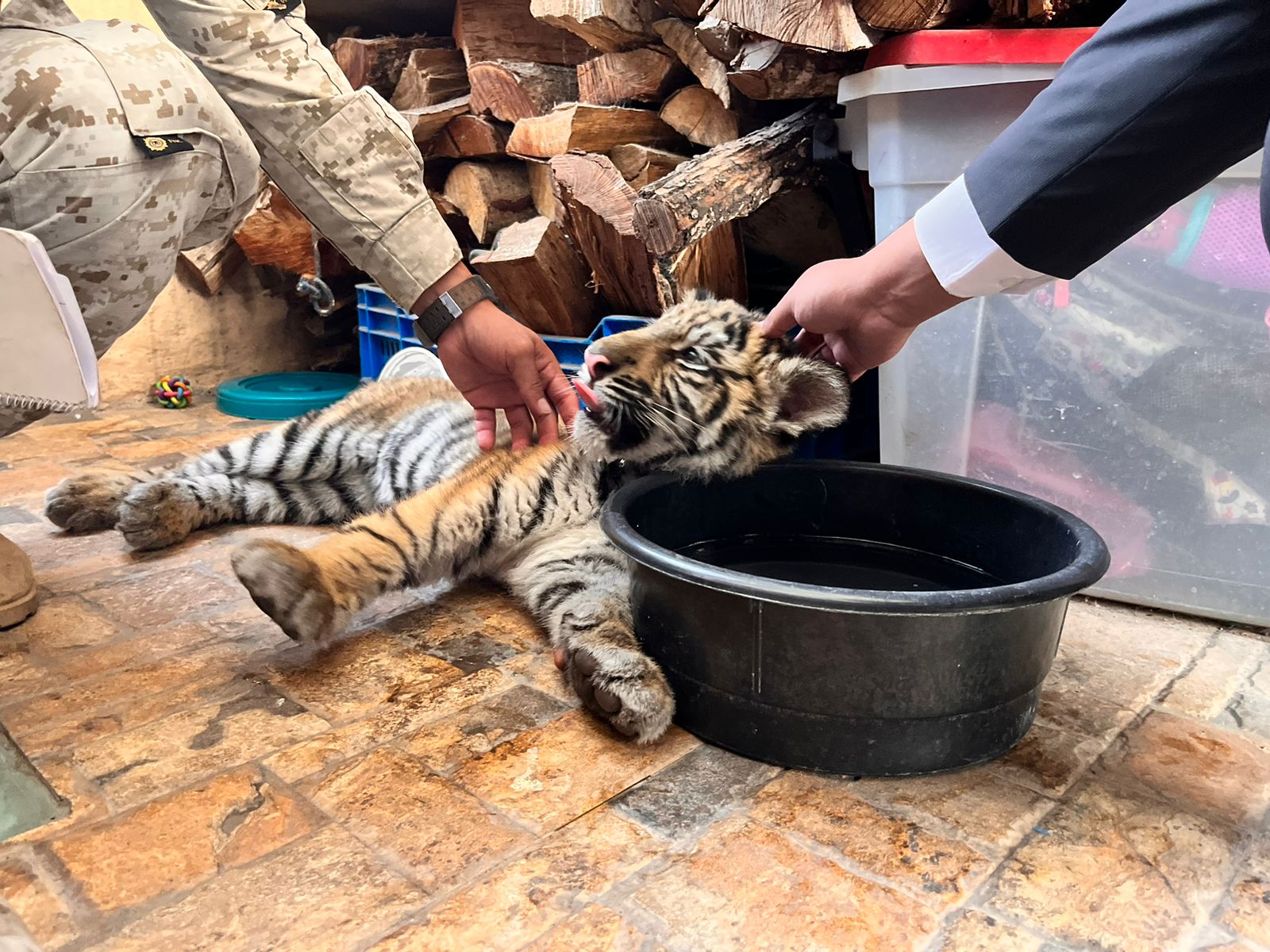 Rescatan a tigre de bengala en Villa Nueva