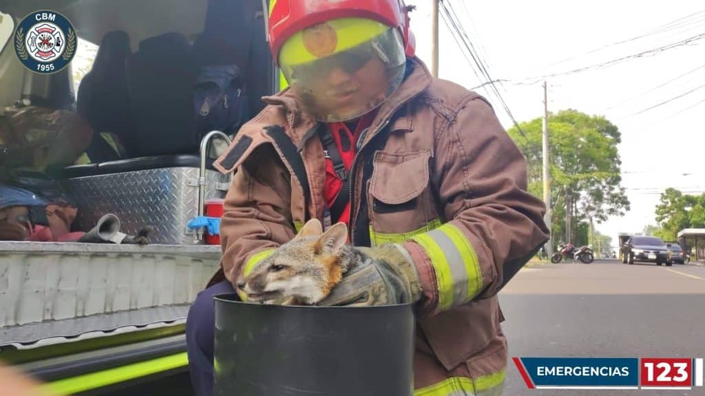 rescate de zorro gris en zona 12