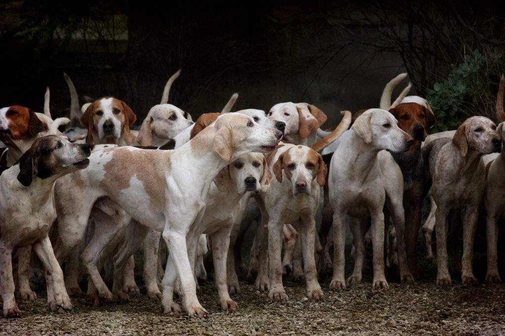 Perros; mascotas