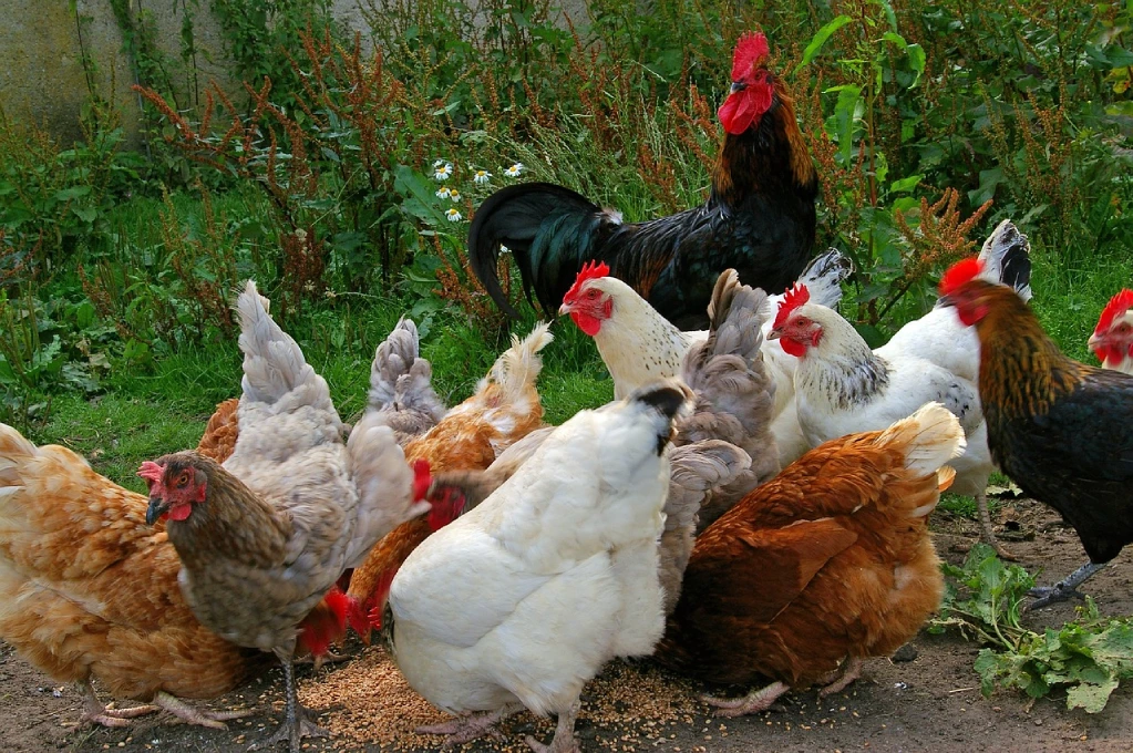 Gallinas; gripe aviar