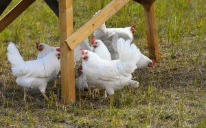 Gallinas; gripe aviar