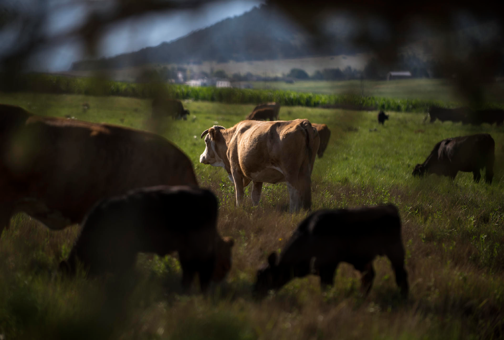 ganado - vacas - animales - gusano barrenador