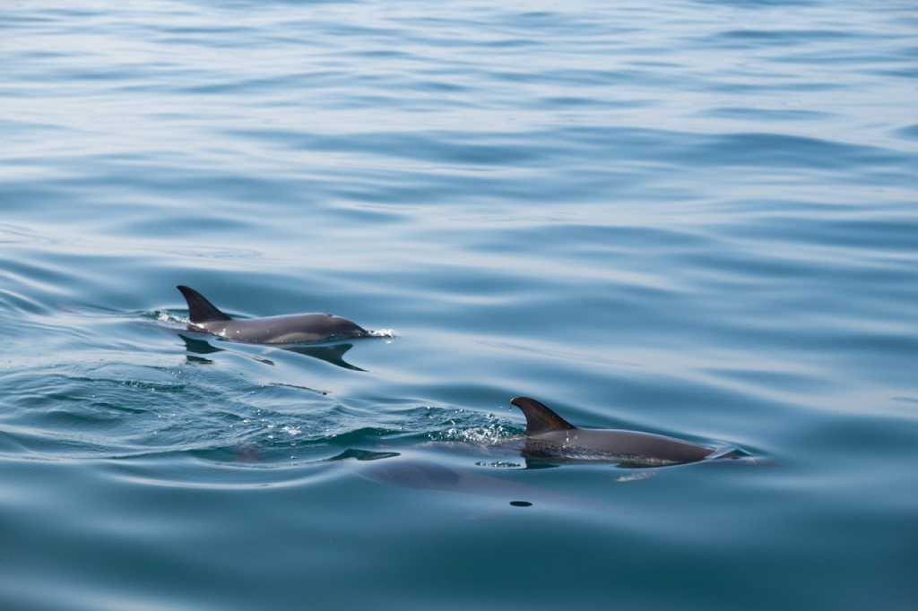 Delfines