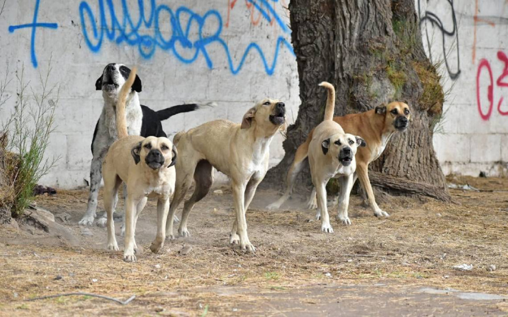 perros callejos