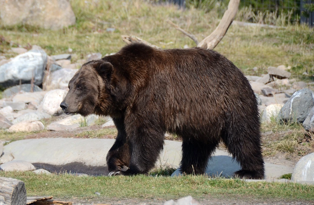 Oso pardo