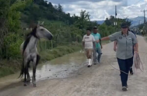 caballo víctima de maltrato en Jalapa