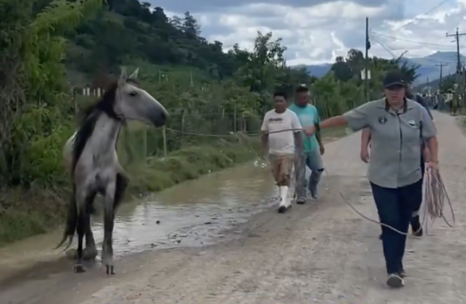 caballo víctima de maltrato en Jalapa