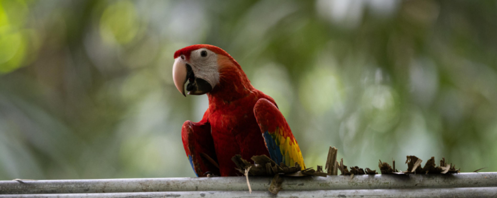 Liberan diez guacamayas rojas, en peligro de extinción, en la selva maya de Guatemala