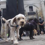 Bendicen a mascotas en el Día de San Francisco de Asís