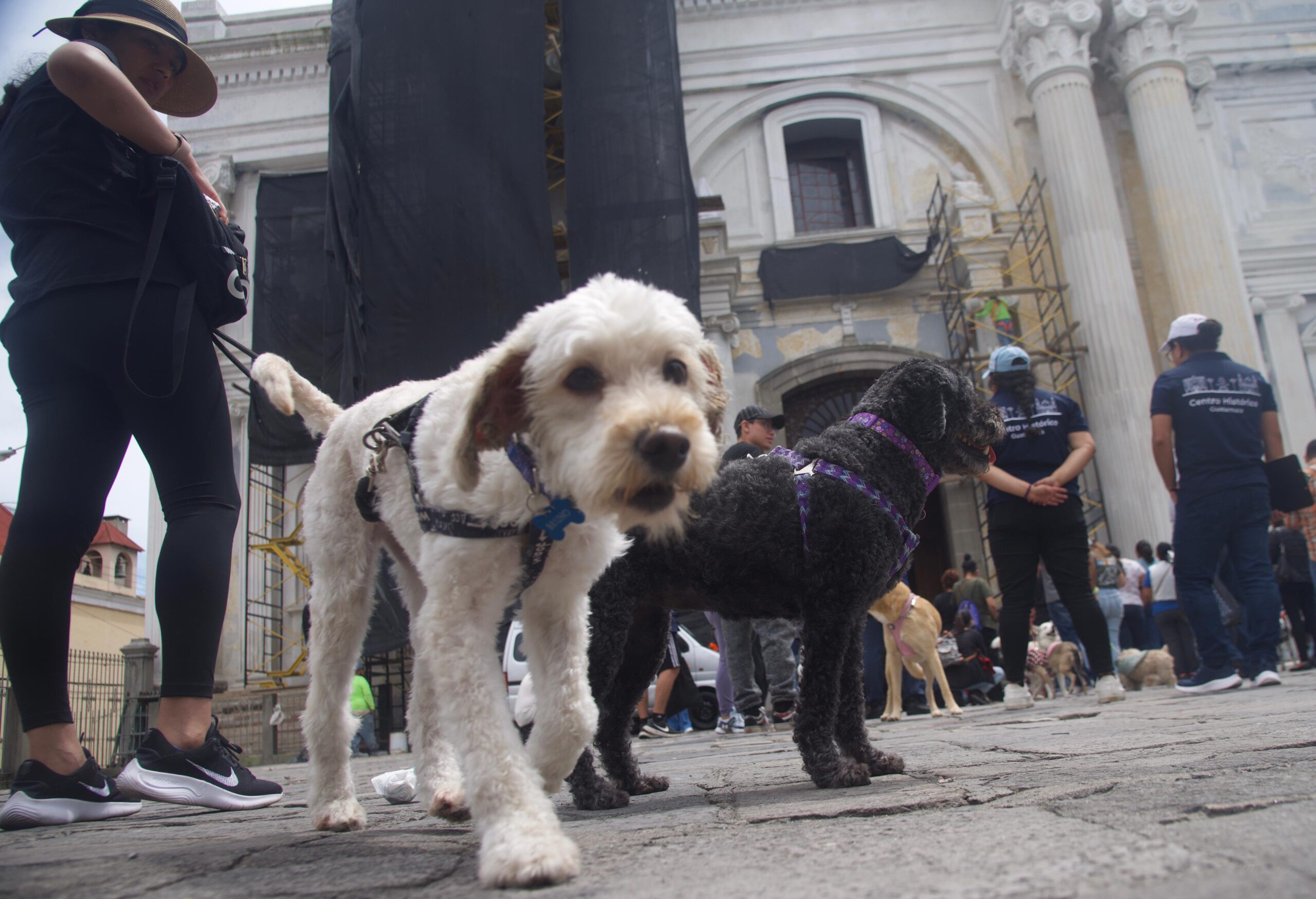 Bendicen a mascotas en el Día de San Francisco de Asís