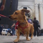 Bendicen a mascotas en el Día de San Francisco de Asís