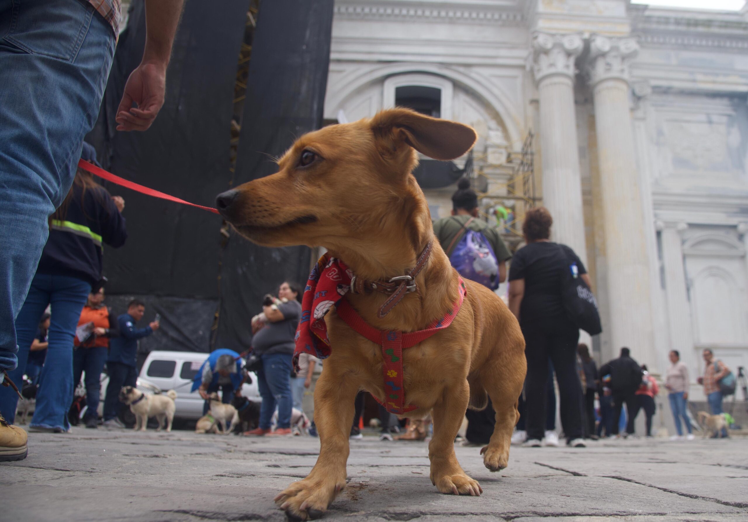 Bendicen a mascotas en el Día de San Francisco de Asís