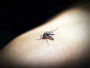 Mosquito transmisor del dengue