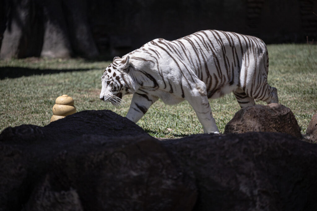 Dos tigres de bengala estrenan un santuario en el zoológico de Guatemala