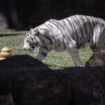 Dos tigres de bengala estrenan un santuario en el zoológico de Guatemala