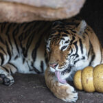 Dos tigres de bengala estrenan un santuario en el zoológico de Guatemala