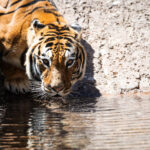 Dos tigres de bengala estrenan un santuario en el zoológico de Guatemala